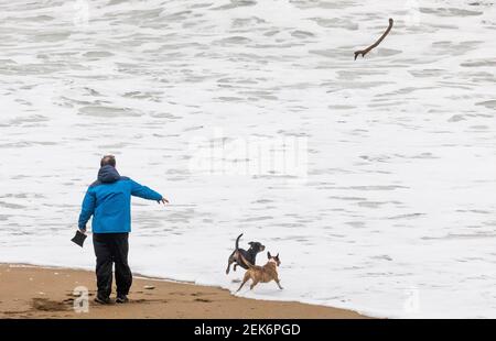 Myrtleville, Cork, Irland. 23rd. Februar 2021. An einem stürmischen Morgen spielt Don Canny mit seinen beiden Terrier Cassie und Cooper zusammen einen stürmischen Morgen am Myrtleville Beach, Co. Cork, Irland.- Credit; Daavid Creedon / Alamy Live News Stockfoto