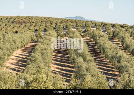 Olivenbäume Landschaft Stockfoto