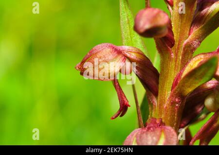 Frog Orchid, Dactylorhiza viridis, Nahaufnahme, auf Kreidegrasland, in Wiltshire.UK Stockfoto