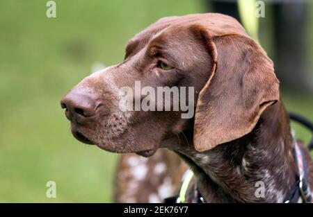 02. Februar 2021. Pas de Calais Frankreich. Tango der Rettungshund macht einen Spaziergang durch den Garten. Foto©; Charlie Varley/varleypix.com Alle Stockfoto