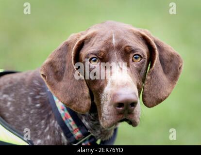 02. Februar 2021. Pas de Calais Frankreich. Tango der Rettungshund macht einen Spaziergang durch den Garten. Foto©; Charlie Varley/varleypix.com Alle Stockfoto