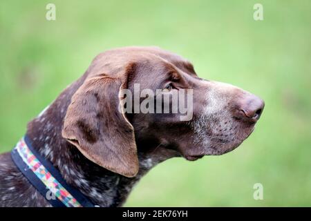 02. Februar 2021. Pas de Calais Frankreich. Tango der Rettungshund macht einen Spaziergang durch den Garten. Foto©; Charlie Varley/varleypix.com Alle Stockfoto