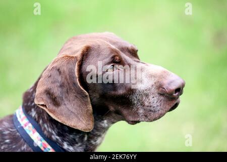 02. Februar 2021. Pas de Calais Frankreich. Tango der Rettungshund macht einen Spaziergang durch den Garten. Foto©; Charlie Varley/varleypix.com Alle Stockfoto