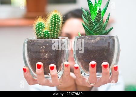 Nahaufnahme von niedlichen Mini Kaktus Töpfe von den Händen einer lächelnden jungen Frau im Hintergrund gehalten. Selektive Fokus. Konzept Gartenarbeit und Dekoration mit Stockfoto