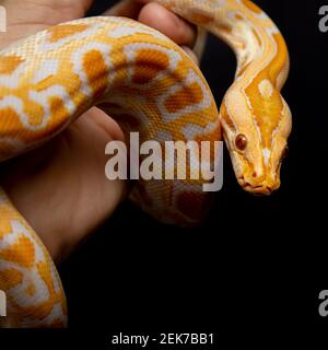 Python molurus bivitattus ist eine der größten Schlangenarten. Sie ist in einem großen Gebiet Südostasiens beheimatet, wird aber als invasive Art gefunden Stockfoto