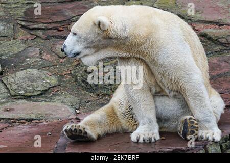 Eisbär mit verfärbtem Fell auf einem flachen Felsen sitzend Stockfoto