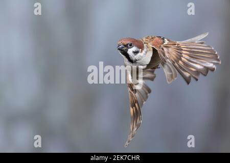 Feldspatz, Flug, fliegend, Flugbild, Feld-Spatz, Feldsperling, Feld-Sperling, Spatz, Spatzen, Sperling, Passer montanus, feldsperling, Sperber, Flug Stockfoto