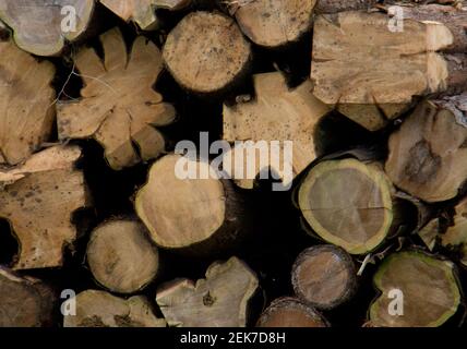Nahaufnahme eines Stapels von verschiedenen geformten Schnittholzstämmen Stockfoto