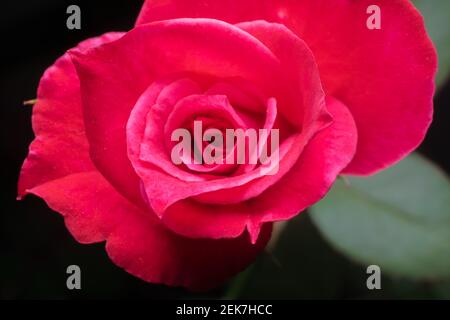 Schöne Vollformat Rose Blume aus nächster Nähe. Stockfoto