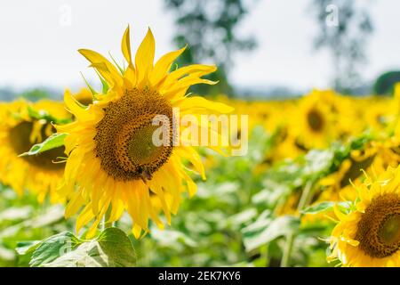 Sonnenblume in der Sonnenblume kultivierten landwirtschaftlichen Feld mit selektivem Fokus. Stockfoto