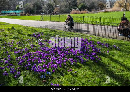 London UK 23 Februar 2021 EIN schöner Frühlingstag wie in London, Tourist hat Fotos von den Krokussen in St James's gemacht Und genießen Sie die Sonne .Paul Quezada-Neiman/Alamy Live News Stockfoto