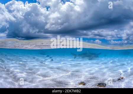 Schwarzspitzenriffhaie auf Heron Island, Queensland, Australien Stockfoto