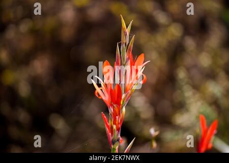 Orangefarbene indische Shot Blumen mit Bokeh Hintergrund. Stockfoto