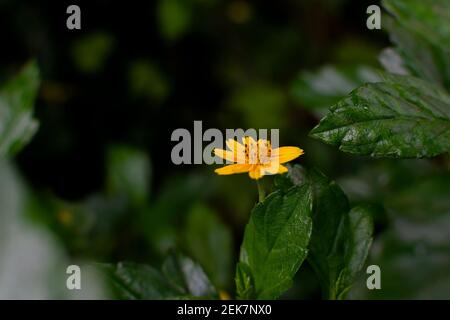 Einzelne kriechende Gänseblümchen gelbe Blume mit grünen Blättern. Stockfoto