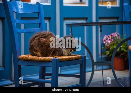 Braune faule Katze auf einem blauen Holzstuhl neben dem Tisch mit eisernen Beinen. Blaue Holztür auf der Rückseite. Stockfoto