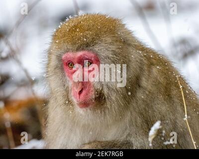 Ein japanischer Makak, Macaca fuscata, sitzt im Schnee außerhalb Jigokudani Monkey Park, Nagano Präfektur, Japan. Stockfoto