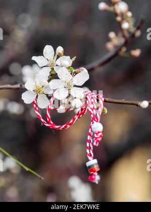 Rot-weiße Martenitsa oder Martison Armbänder, die an den Zweigen des blühenden Baumes hängen - bulgarische und rumänische Frühlingstradition Stockfoto