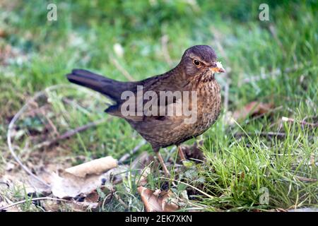 11. Februar 2021. St Denoeux, Pas de Calais Frankreich. Eine Amsel pickt während eines kalten Schnapps auf verfaulende Äpfel, wenn Nahrung knapp ist. Foto©; Charlie Stockfoto