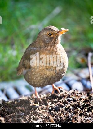 11. Februar 2021. St Denoeux, Pas de Calais Frankreich. Eine Amsel pickt während eines kalten Schnapps auf verfaulende Äpfel, wenn Nahrung knapp ist. Foto©; Charlie Stockfoto