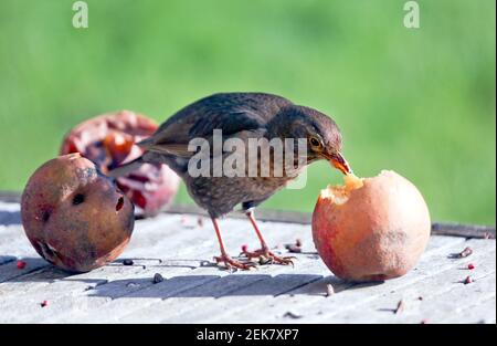 11. Februar 2021. St Denoeux, Pas de Calais Frankreich. Eine Amsel pickt während eines kalten Schnapps auf verfaulende Äpfel, wenn Nahrung knapp ist. Foto©; Charlie Stockfoto