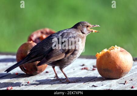 11. Februar 2021. St Denoeux, Pas de Calais Frankreich. Eine Amsel pickt während eines kalten Schnapps auf verfaulende Äpfel, wenn Nahrung knapp ist. Foto©; Charlie Stockfoto