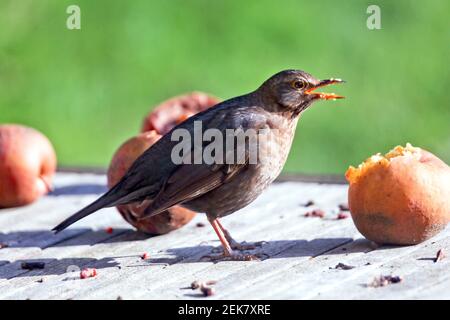 11. Februar 2021. St Denoeux, Pas de Calais Frankreich. Eine Amsel pickt während eines kalten Schnapps auf verfaulende Äpfel, wenn Nahrung knapp ist. Foto©; Charlie Stockfoto