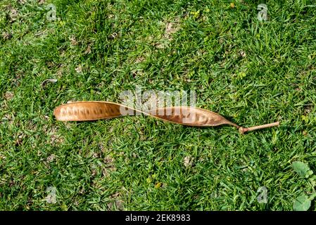 Doha, Katar - 09. Februar 2021: Al Bidda Park Baumblatt Stockfoto