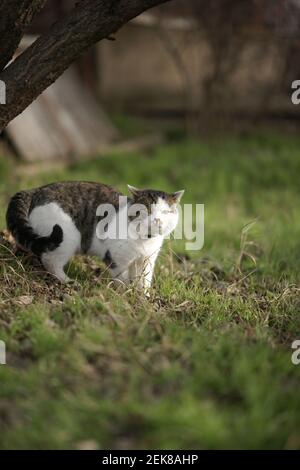 Große dreifarbige Katze im Kragen gehen auf dem grünen Gras im Frühjahr. Stockfoto