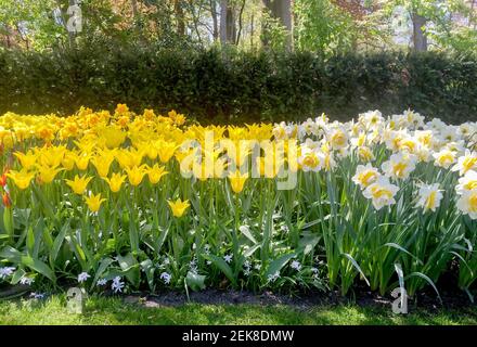 Closeup on beautiful flowers in Keukenhof park in spring Stockfoto