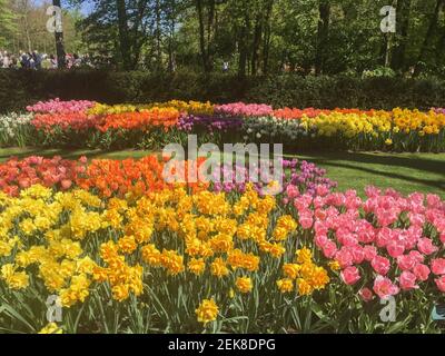 Closeup on beautiful flowers in Keukenhof park in spring Stockfoto