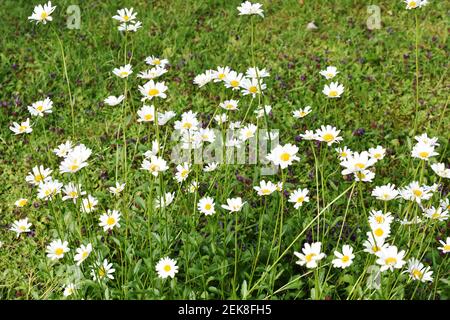 Feld der weißen Wildblume Gänseblümchen Leucanthemum vulgare und gemeinsame Selbstheilung Prunella vulgaris auf einem Rasen Stockfoto
