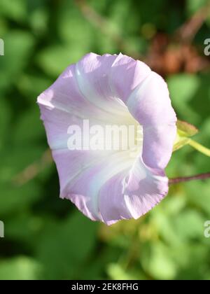 Die rosafarbene Blume einer bugle Rebe Calystegia sepium Pflanze Stockfoto