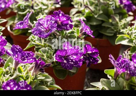 Nachthimmel Petunias im Topf Stockfoto