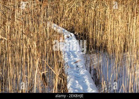 Eine mit Schnee bedeckte Holzbrücke geht in die Ferne. Trockenes hohes Schilfgras wächst auf beiden Seiten der kleinen Brücke Stockfoto