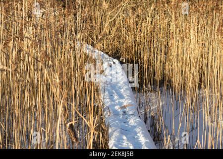 Eine mit Schnee bedeckte Holzbrücke geht in die Ferne. Trockenes hohes Schilfgras wächst auf beiden Seiten der kleinen Brücke Stockfoto