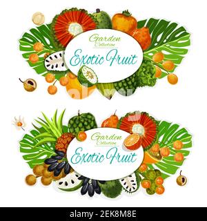 Exotische Früchte und Beeren mit tropischen Palmenblättern Vektor-Poster. Mandarine, Cherimoya und Physalis, Soursop, pu hala und Bergamotte, Pandan, Persimmo Stock Vektor
