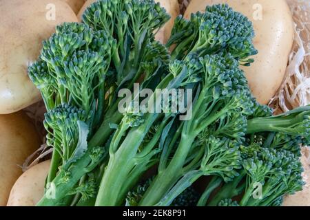 Eine Auswahl an frischem Gemüse aus dem Wintergarten und auf dem Tisch ausgelegt, darunter Tenderstem Broccoli mit Kartoffeln unter dem Brokkoli. Stockfoto