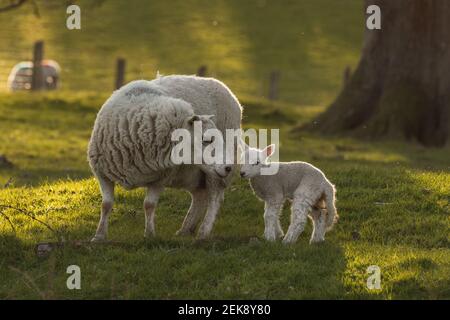 Junge neugeborene Lamm teilen intime Moment mit Mutterschafen (ovis aries) in Mid Wales Farming Field außerhalb Welshpool, Powys. Nutztiere Vieh. Stockfoto