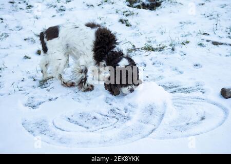 Der Springer und Cocker Spaniel Hund gräbt Schnee mit seiner Nase und schnüffelt und sucht etwas. Lange Ohren in einem Jagdhund Stockfoto