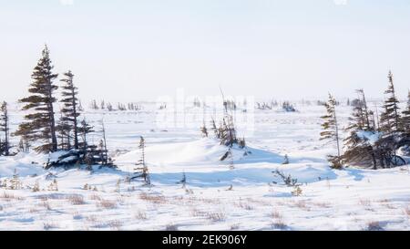 In der windgepeitschten Tundra stehen spärliche, schiefe, verkümmerte Fichten mit Ästen nur an der Läuseite, ein Effekt, der als Krumholz bekannt ist. Stockfoto