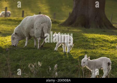 Junge neugeborene Lamm teilen intime Moment mit Mutterschafen (ovis aries) in Mid Wales Farming Field außerhalb Welshpool, Powys. Nutztiere Vieh. Stockfoto