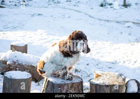 Springer Hund und Cocker Spaniel sitzen an einem sonnigen Wintertag auf einem Holzstumpf. Lange Ohren in einem Jagdhund Stockfoto