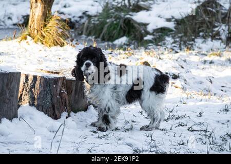 Springer Hund und Cocker Spaniel steht im Schnee und schaut auf einen sonnigen Wintertag. Lange Ohren in einem Jagdhund Stockfoto