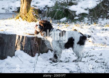 Springer Hund und Cocker Spaniel steht im Schnee und schaut auf einen sonnigen Wintertag. Lange Ohren in einem Jagdhund Stockfoto