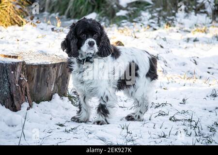 Springer Hund und Cocker Spaniel steht im Schnee und schaut auf einen sonnigen Wintertag. Lange Ohren in einem Jagdhund Stockfoto