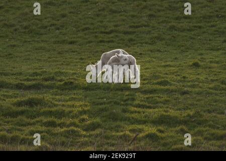 Neugeborene Lämmer (ovis aries) in einem landwirtschaftlichen Feld außerhalb von Welshpool, Mid Wales. Britische Nutztiere während der Frühlingsmonate. Stockfoto