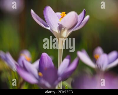 Potsdam, Deutschland. Februar 2021, 23rd. Im denkmalgeschützten Karl-Foerster-Garten in Bornim blühen neben dem Pfad Elfenkrokusse. Quelle: Soeren Stache/dpa-Zentralbild/dpa/Alamy Live News Stockfoto