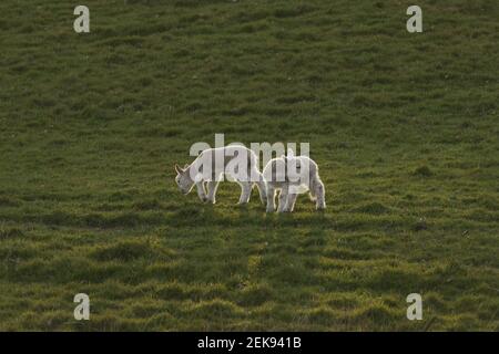 Neugeborene Lämmer (ovis aries) in einem landwirtschaftlichen Feld außerhalb von Welshpool, Mid Wales. Britische Nutztiere während der Frühlingsmonate. Stockfoto