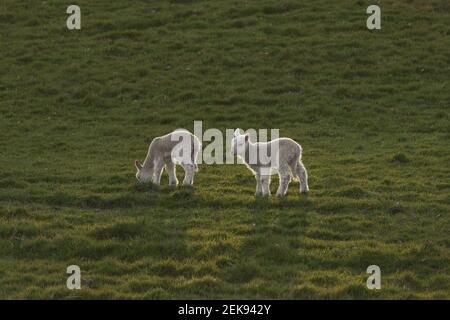 Neugeborene Lämmer (ovis aries) in einem landwirtschaftlichen Feld außerhalb von Welshpool, Mid Wales. Britische Nutztiere während der Frühlingsmonate. Stockfoto