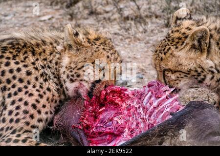 Nahaufnahme zweier wilder Geparden (Acinonyx jubatus) Geschwister, die das Fleisch eines toten Warzenschweins fressen, in Südafrika. Stockfoto